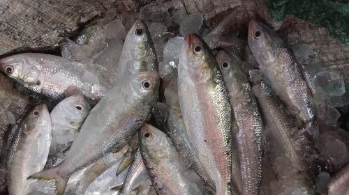 IMG 20251114 WA00531